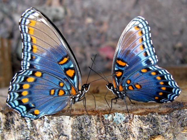 Все о бабочках в Грозном | ЗооТом портал о животных