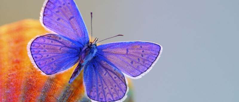 Все о бабочках в Грозном | ЗооТом портал о животных