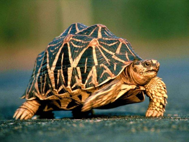 Все о черепахах в Грозном | ЗооТом портал о животных