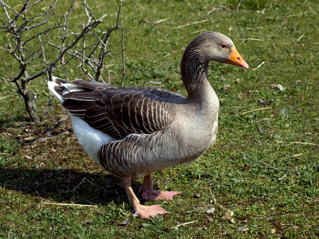 Все о гусях в Грозном | ЗооТом портал о животных