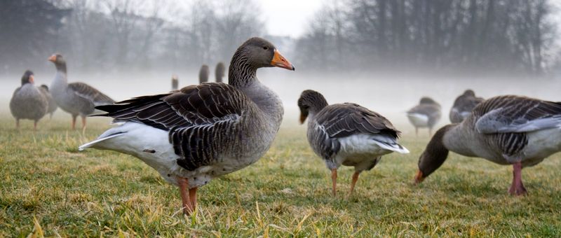 Все о гусях в Грозном | ЗооТом портал о животных
