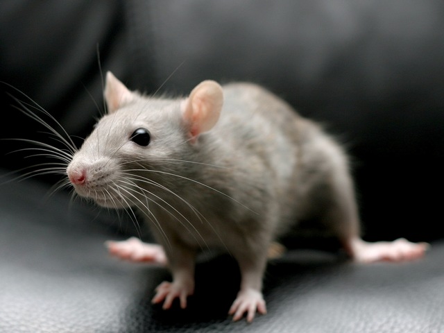Все о крысах в Грозном | ЗооТом портал о животных