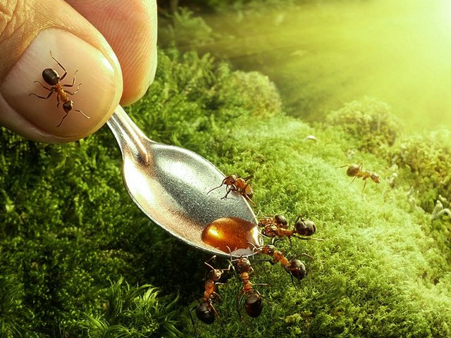 Все о муравьях в Грозном | ЗооТом портал о животных