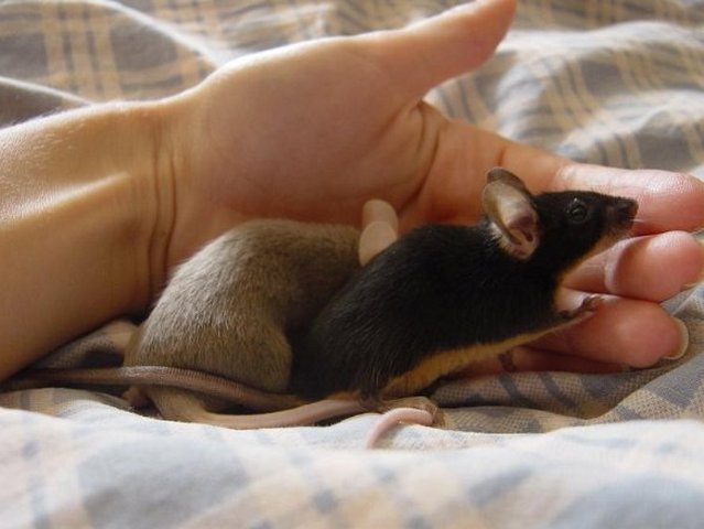 Все о мышах в Грозном | ЗооТом - продажа, вязка и услуги для животных в Грозном