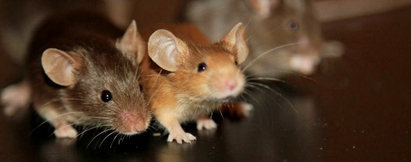 Все о мышах в Грозном | ЗооТом - продажа, вязка и услуги для животных в Грозном