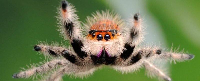Все о пауках в Грозном | ЗооТом портал о животных