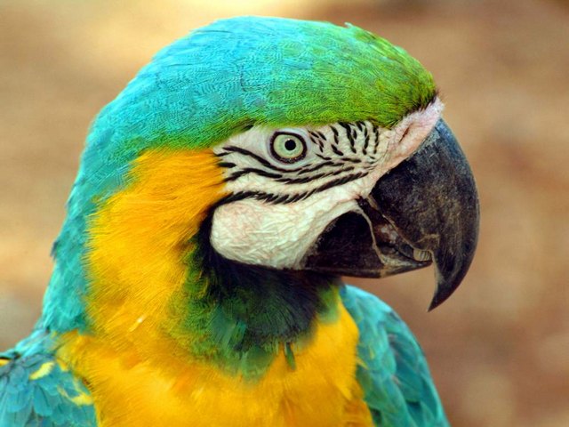 Все о попугаях в Грозном | ЗооТом портал о животных