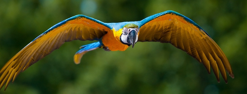 Все о попугаях в Грозном | ЗооТом портал о животных