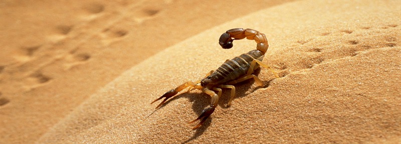 Все о скорпионах в Грозном | ЗооТом портал о животных
