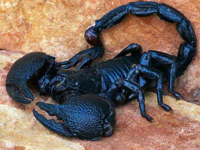 Все о скорпионах в Грозном | ЗооТом портал о животных