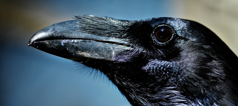 Все о воронах в Грозном | ЗооТом портал о животных