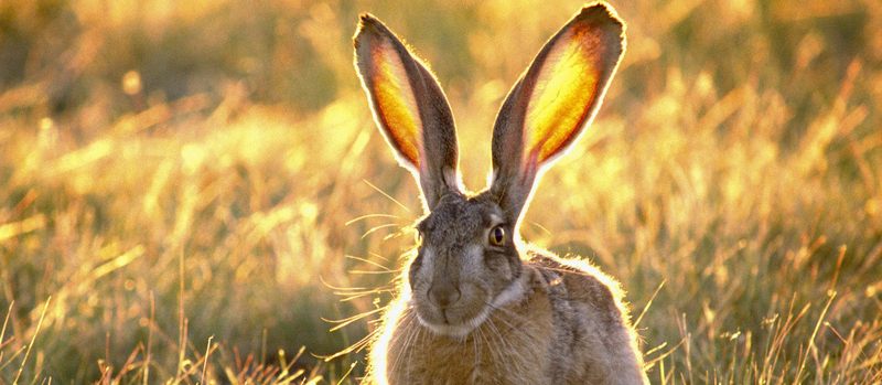 Все о зайцах | ЗооТом - продажа, вязка и услуги для животных в Грозном