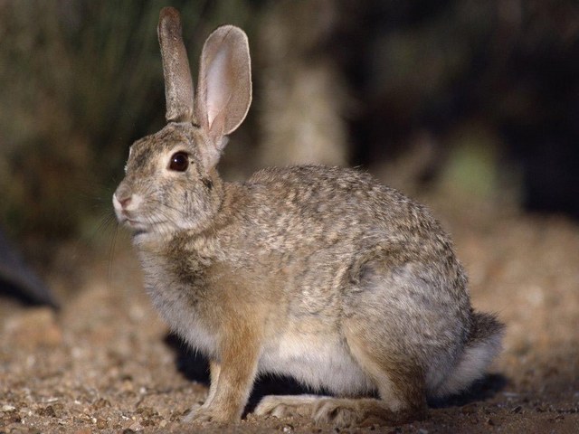 Все о зайцах | ЗооТом - продажа, вязка и услуги для животных в Грозном