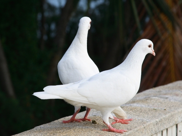 Все о голубях | ЗооТом - продажа, вязка и услуги для животных в Грозном