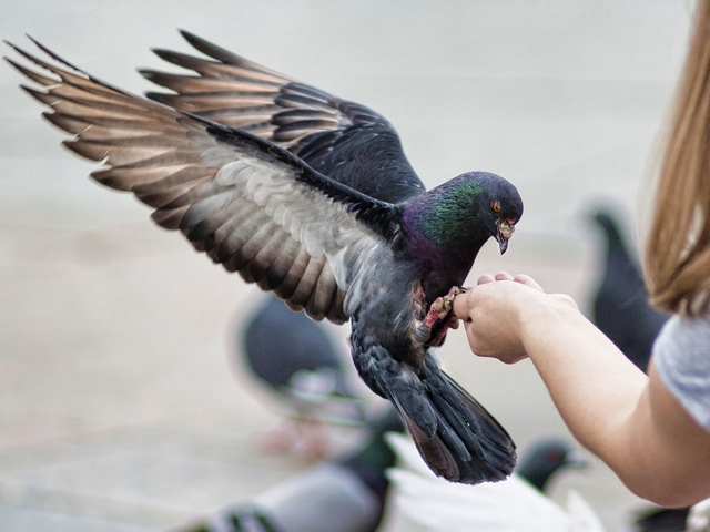 Все о голубях | ЗооТом - продажа, вязка и услуги для животных в Грозном