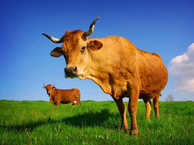 Все о коровах в Грозном | ЗооТом портал о животных