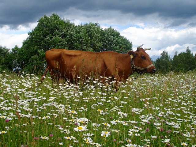 Все о коровах в Грозном | ЗооТом портал о животных