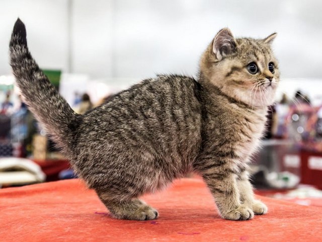 Породы кошек в Грозном | ЗооТом портал о животных