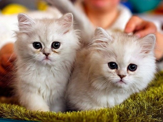 Породы кошек в Грозном | ЗооТом портал о животных