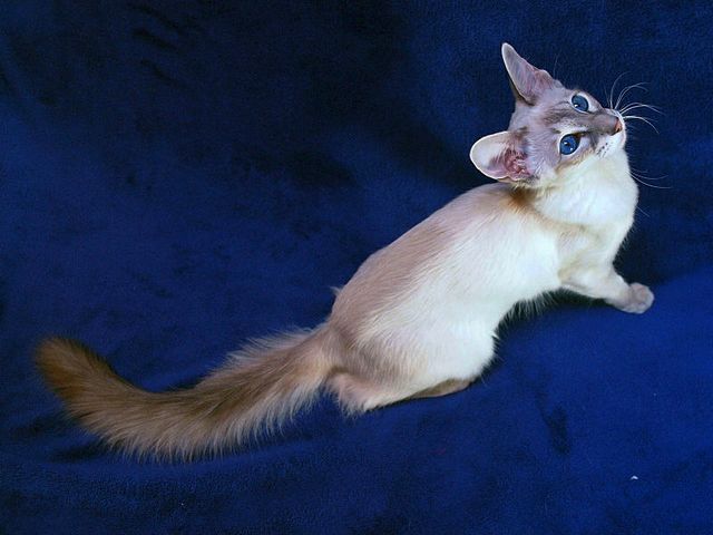 Выведенные породы кошек в Грозном | ЗооТом портал о животных