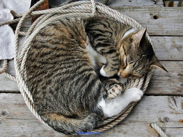 Все о кошках в Грозном | ЗооТом портал о животных