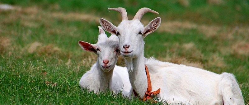 Все о козах в Грозном | ЗооТом портал о животных