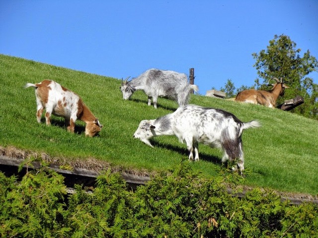 Все о козах в Грозном | ЗооТом портал о животных