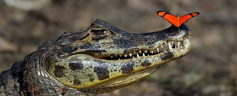 Все о крокодилах в Грозном | ЗооТом портал о животных