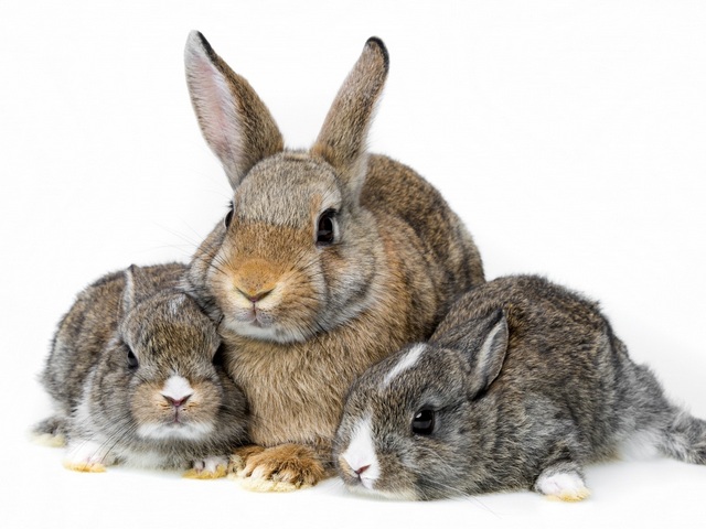 Все о кроликах в Грозном | ЗооТом портал о животных