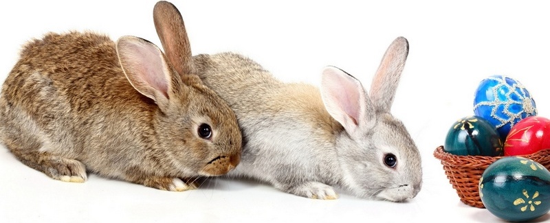 Все о кроликах в Грозном | ЗооТом портал о животных