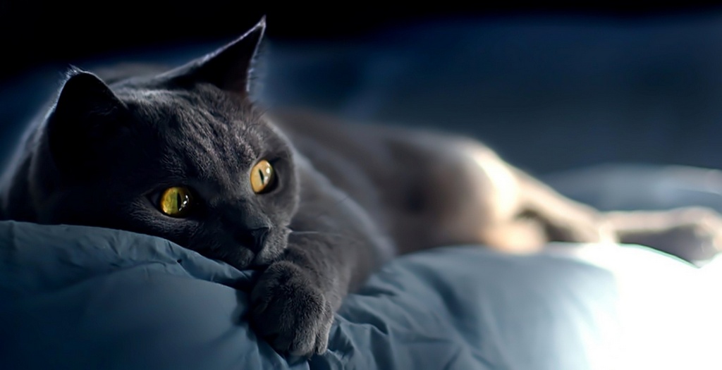 Объявления о кошках | ЗооТом - продажа, вязка и услуги для животных в Грозном