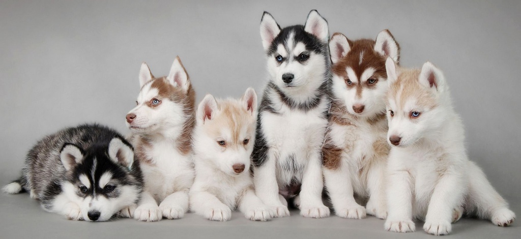 Объявления о собаках | ЗооТом - продажа, вязка и услуги для животных в Грозном