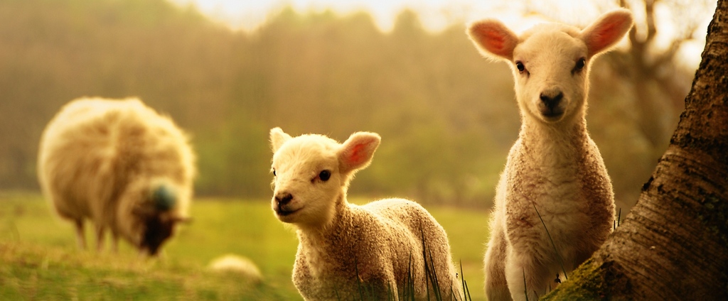 Объявления о сельскохозяйственных животных | ЗооТом - продажа, вязка и услуги для животных в Грозном