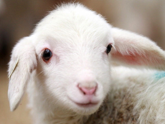 Овцы и бараны в Грозном | ЗооТом портал о животных