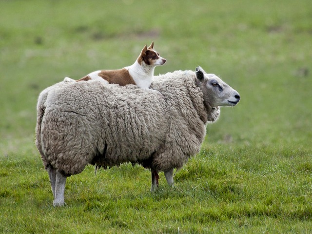 Все об овцах в Грозном | ЗооТом портал о животных