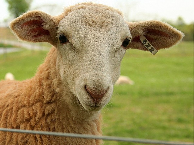 Статьи об овцах в Грозном | ЗооТом портал о животных