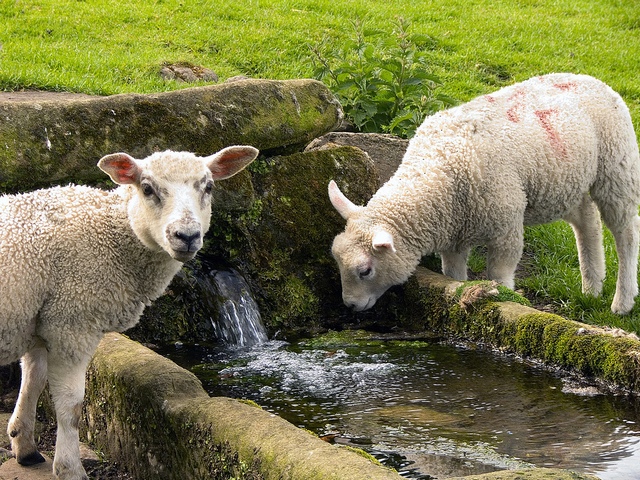 Статьи об овцах в Грозном | ЗооТом портал о животных