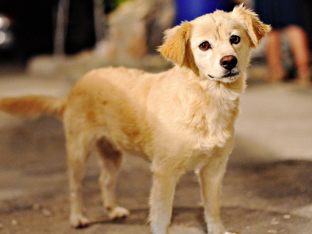 Породы собак в Грозном | ЗооТом портал о животных