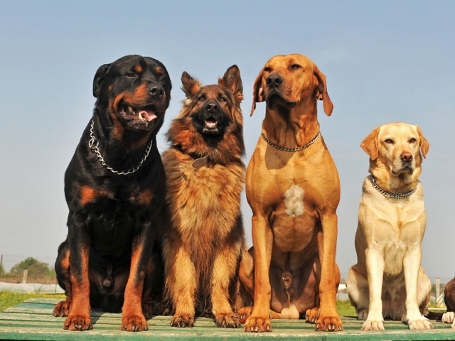 Крупные породы собак в Грозном | ЗооТом портал о животных