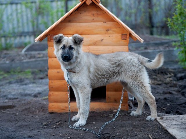 Все о собаках в Грозном