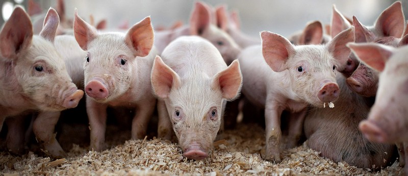 Все о свиньях в Грозном | ЗооТом портал о животных