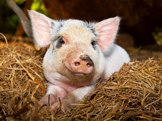 Все о свиньях в Грозном | ЗооТом портал о животных