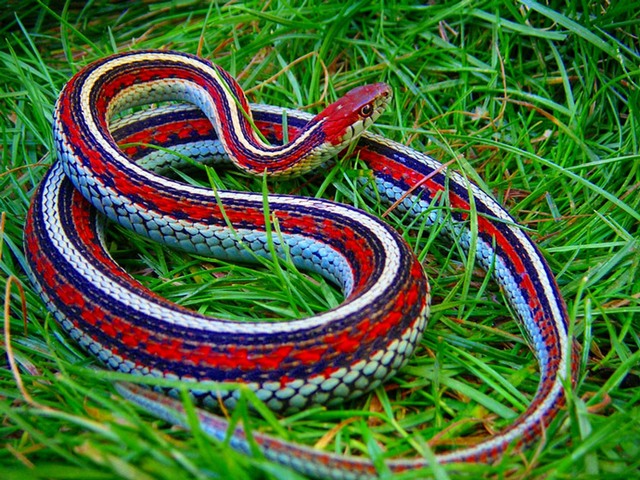 Все о змеях в Грозном | ЗооТом портал о животных